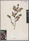 Foto von Salix aurita L.
